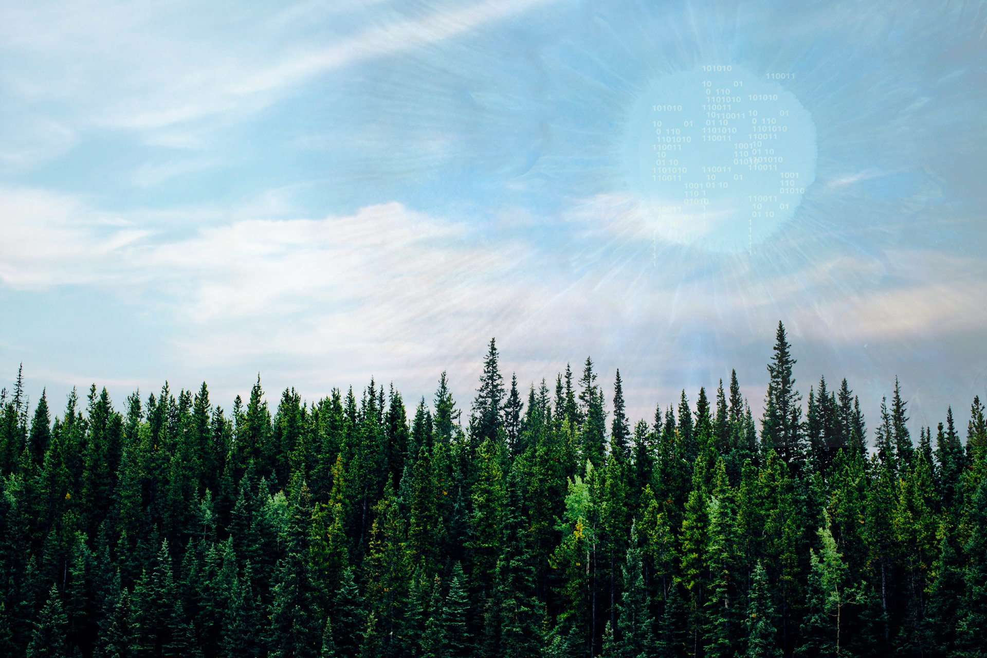 A view of forest and sun that takes a form of eye with binary noise.