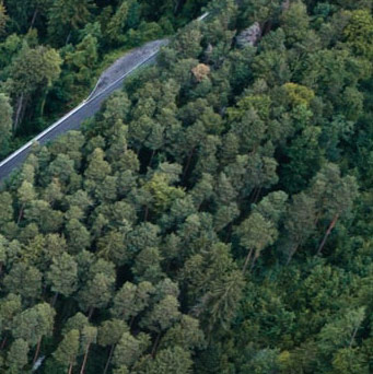 Aerial image of forest.
